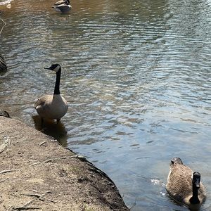 Meet your Posher, Flor